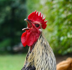 rooster-crowing-300x291